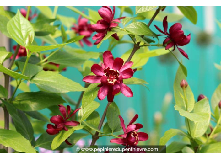 CALYCANTHUS 'Hartlage Wine' - Printemps
