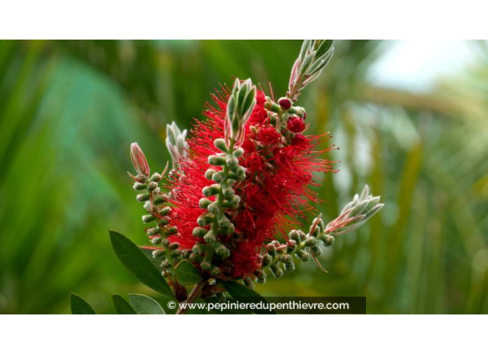 CALLISTEMON laevis - Printemps
