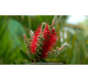 CALLISTEMON laevis - Printemps