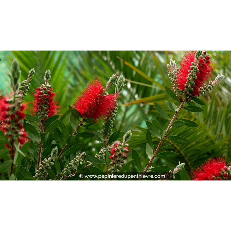 CALLISTEMON laevis - Printemps