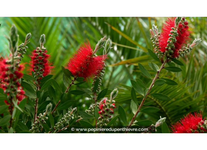 CALLISTEMON laevis - Printemps