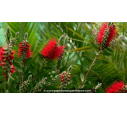 CALLISTEMON laevis - Printemps