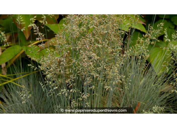 FESTUCA glauca 'Elijah Blue' - Printemps FESTUCA glauca 'Elijah Blue' - Printemps