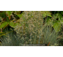 FESTUCA glauca 'Elijah Blue' - Printemps FESTUCA glauca 'Elijah Blue' - Printemps