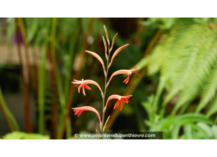 WATSONIA zeyheri - Printemps