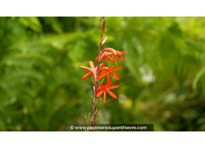 WATSONIA zeyheri - Printemps