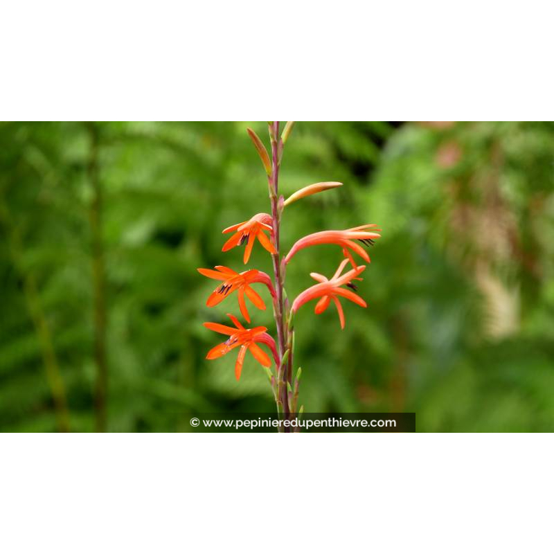 WATSONIA zeyheri - Printemps