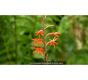 WATSONIA zeyheri - Printemps