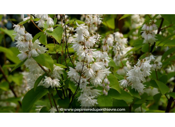 DEUTZIA crenata 'Pride of Rochester' - Printemps