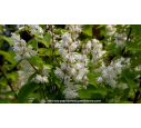 DEUTZIA crenata 'Pride of Rochester' - Printemps