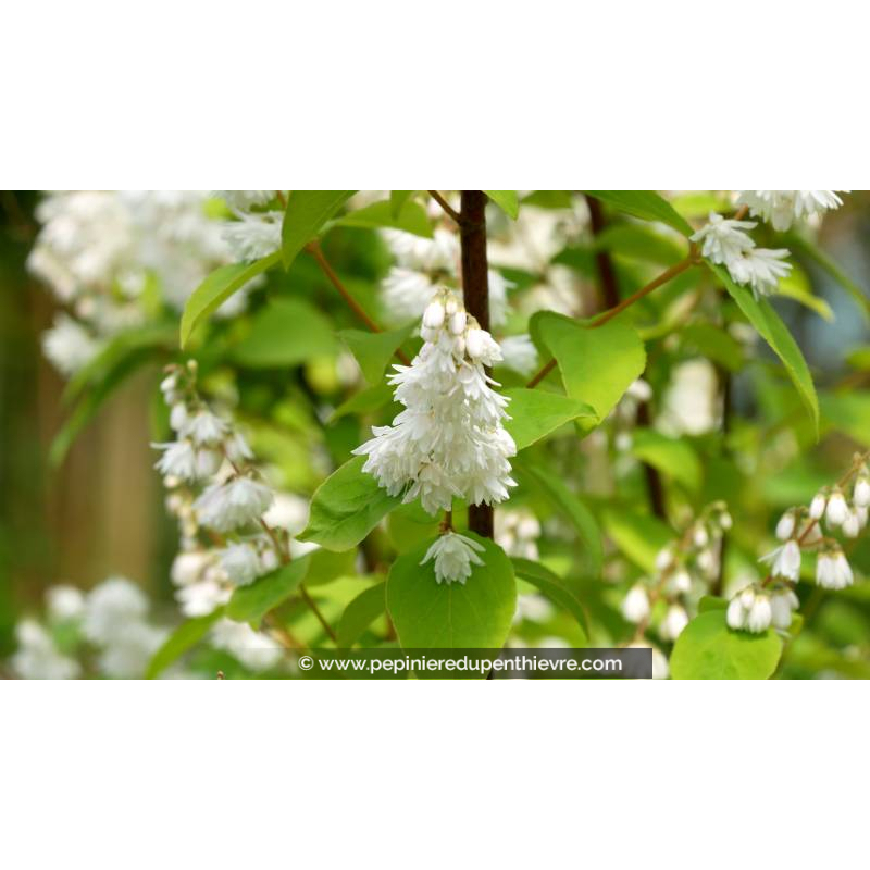 DEUTZIA crenata 'Pride of Rochester' - Printemps