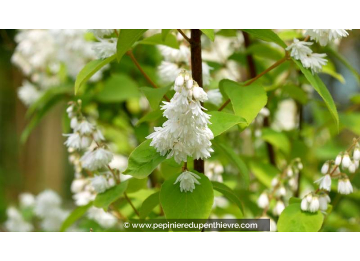DEUTZIA crenata 'Pride of Rochester' - Printemps