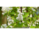 DEUTZIA crenata 'Pride of Rochester' - Printemps