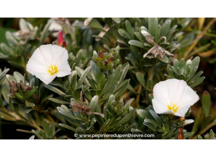 CONVOLVULUS cneorum - Printemps CONVOLVULUS cneorum - Printemps