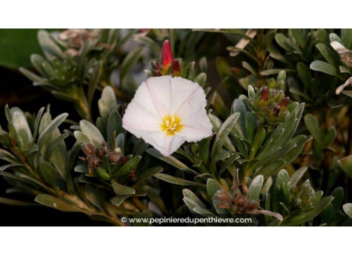 CONVOLVULUS cneorum - Printemps CONVOLVULUS cneorum - Printemps