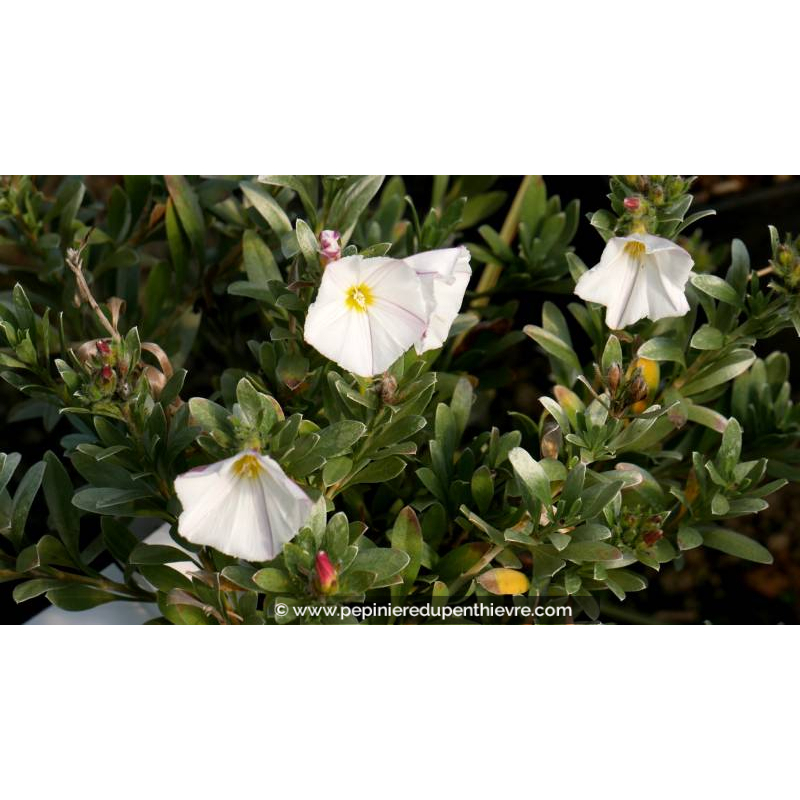 CONVOLVULUS cneorum - Printemps