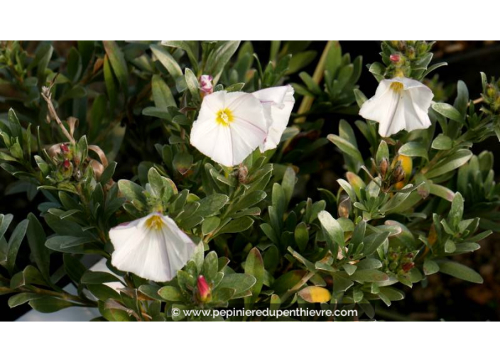 CONVOLVULUS cneorum - Printemps