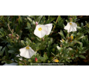 CONVOLVULUS cneorum - Printemps CONVOLVULUS cneorum - Printemps