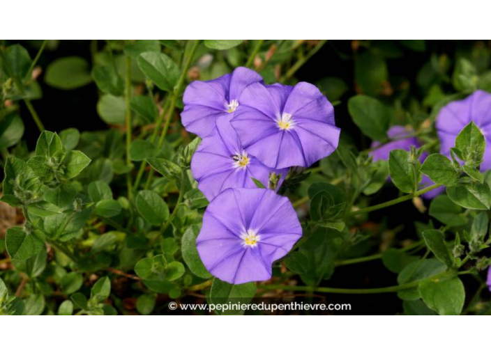 CONVOLVULUS sabatius ssp. mauritanicus - Printemps CONVOLVULUS sabatius ssp. mauritanicus - Printemps