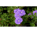 CONVOLVULUS sabatius ssp. mauritanicus - Printemps CONVOLVULUS sabatius ssp. mauritanicus - Printemps