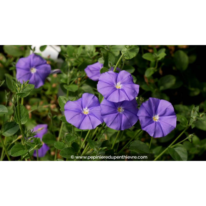 CONVOLVULUS sabatius ssp. mauritanicus - Printemps
