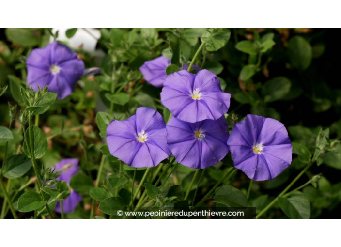 CONVOLVULUS sabatius ssp. mauritanicus - Printemps