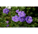 CONVOLVULUS sabatius ssp. mauritanicus - Printemps CONVOLVULUS sabatius ssp. mauritanicus - Printemps