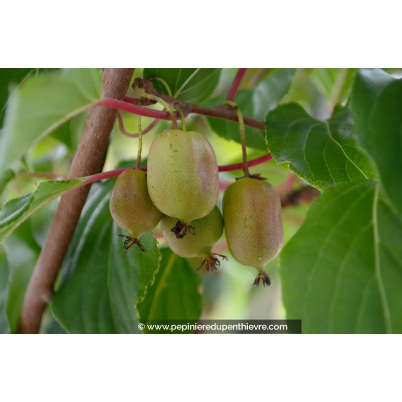 KIWAÏ 'Issai' (autofertile)