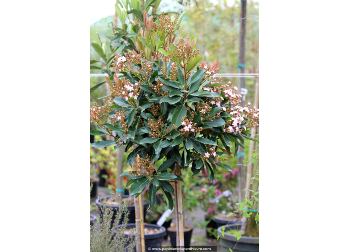 ERIOBOTRYA 'Coppertone' - Printemps