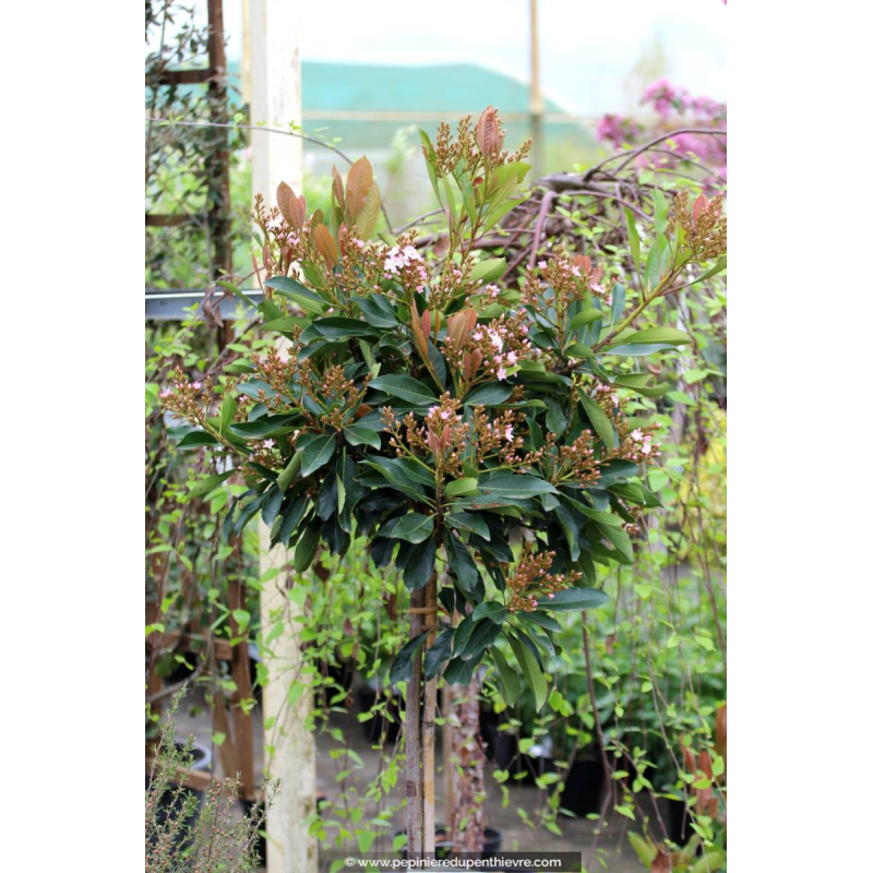 ERIOBOTRYA 'Coppertone', RHAPHIOBOTRYA, Néflier - Pépinière du ...