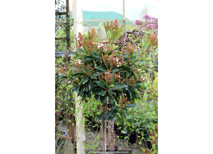 ERIOBOTRYA 'Coppertone' - Printemps