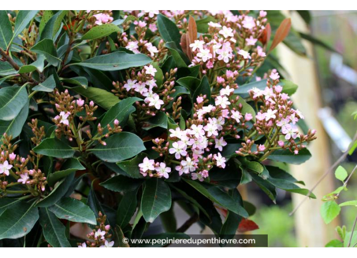 ERIOBOTRYA 'Coppertone' - Printemps