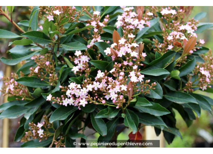 ERIOBOTRYA 'Coppertone' - Printemps