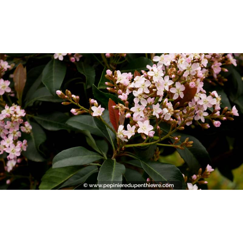 ERIOBOTRYA 'Coppertone' - Printemps