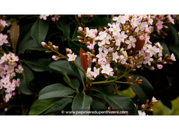 ERIOBOTRYA 'Coppertone' - Printemps