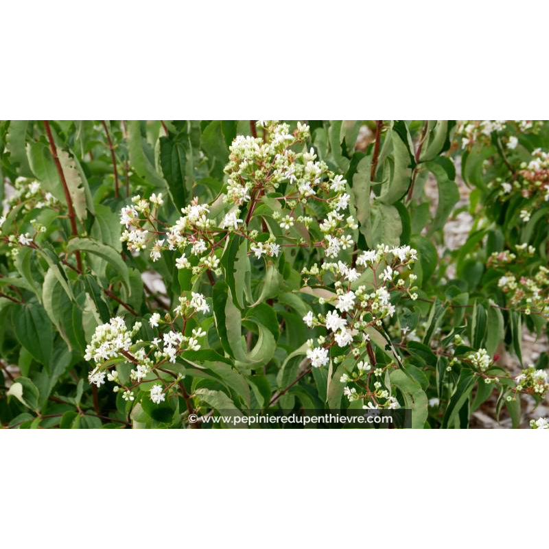 HEPTACODIUM miconioides - Été