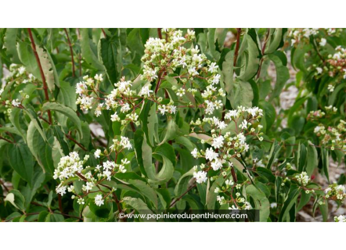 HEPTACODIUM miconioides - Été