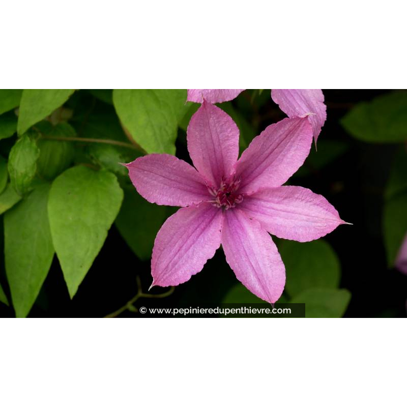 CLEMATIS 'Hagley Hybrid' - Printemps
