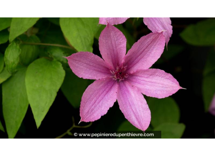CLEMATIS 'Hagley Hybrid' - Printemps
