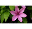 CLEMATIS 'Hagley Hybrid' - Printemps