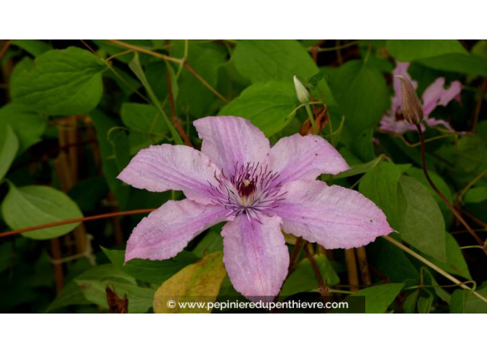 CLEMATIS 'Hagley Hybrid' - Printemps