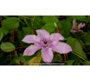 CLEMATIS 'Hagley Hybrid' - Printemps