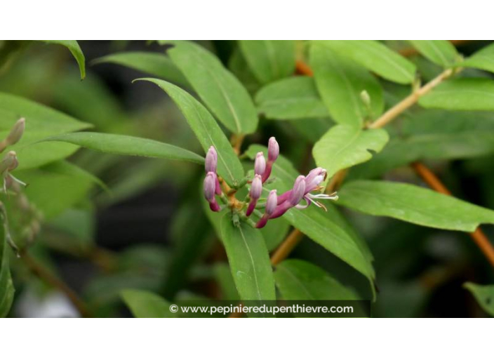 LONICERA henryi - Printemps
