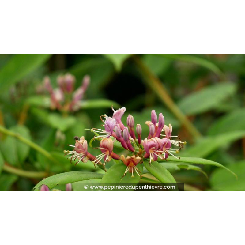 LONICERA henryi - Printemps
