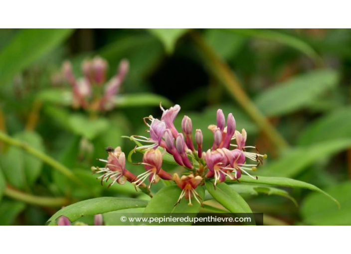LONICERA henryi - Printemps