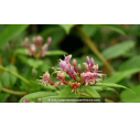 LONICERA henryi - Printemps