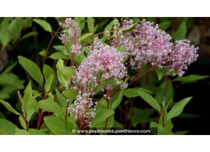 CEANOTHUS x pallidus 'Marie Simon' - Printemps CEANOTHUS x pallidus 'Marie Simon' - Printemps