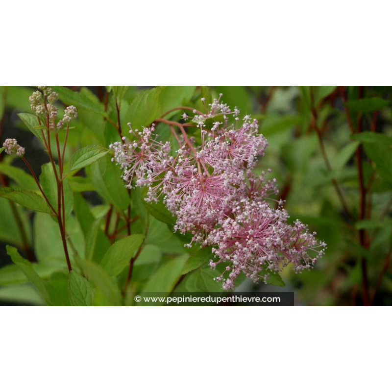 CEANOTHUS x pallidus 'Marie Simon' - Printemps