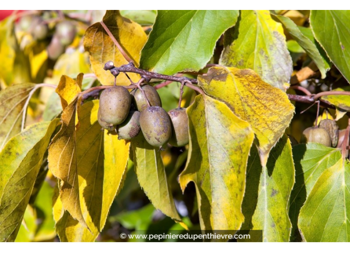 KIWAÏ 'Weiki' (femelle) KIWAÏ 'Weiki' (femelle)