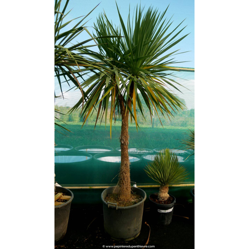 CORDYLINE australis 'Multitêtes 200/250'